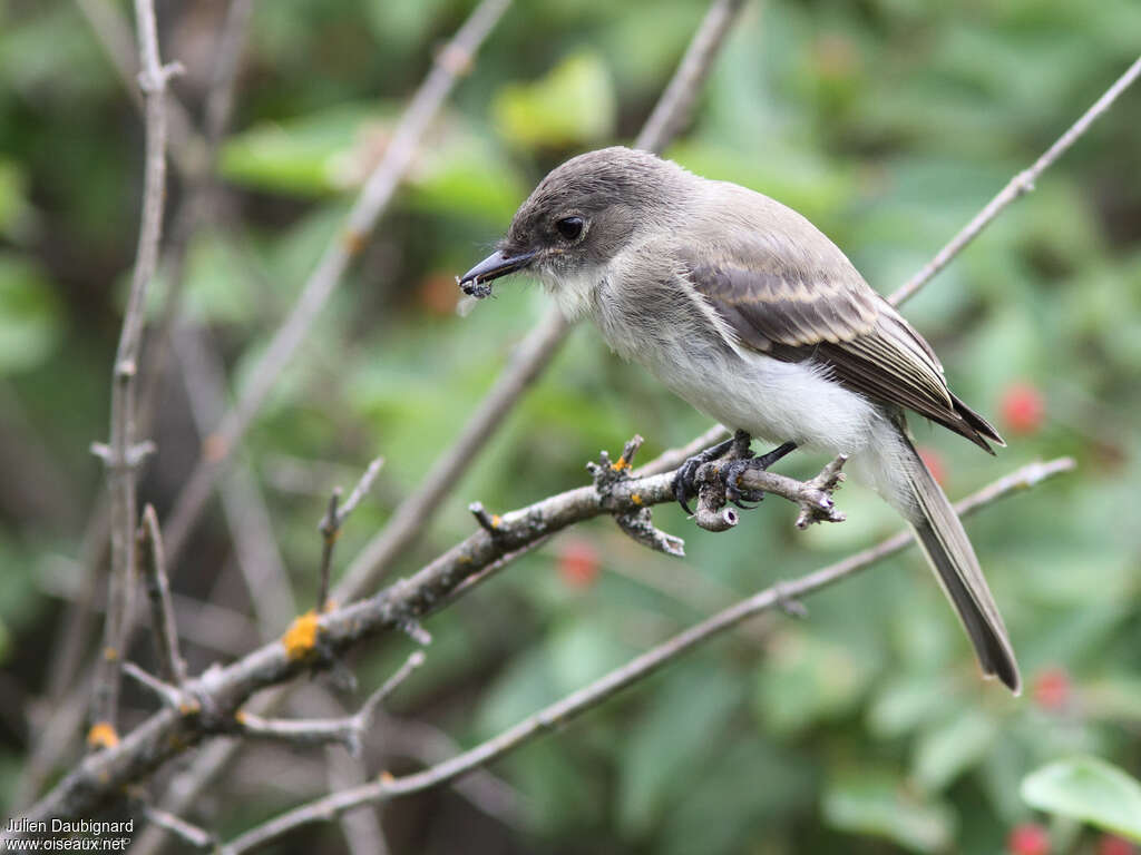 Eastern Phoebejuvenile, pigmentation, feeding habits, eats