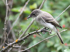 Eastern Phoebe