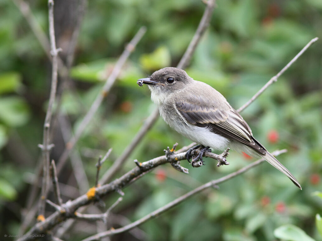 Moucherolle phébi, identification, mange