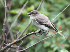 Eastern Phoebe