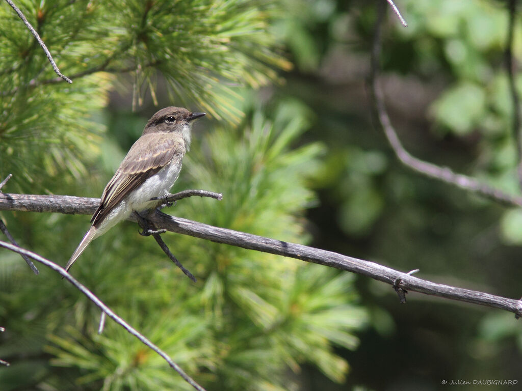 Eastern Phoebe, identification