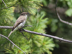 Eastern Phoebe