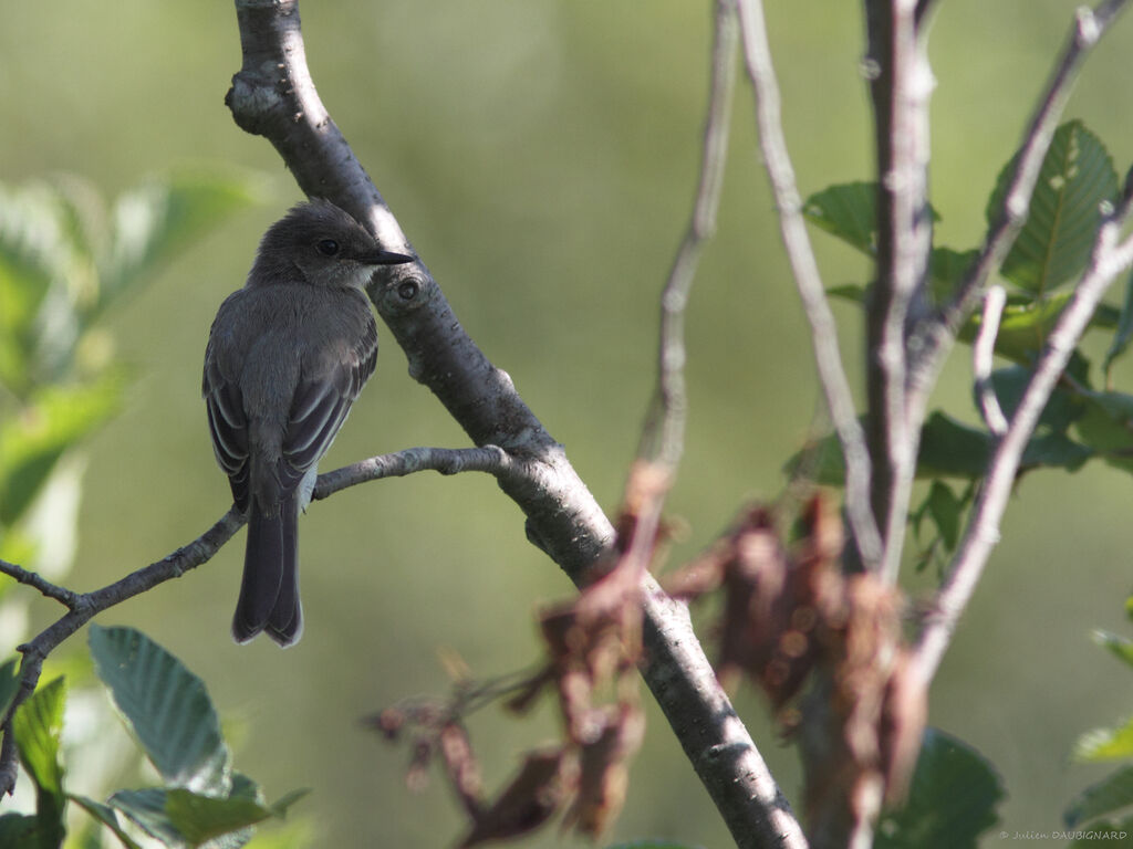 Eastern Phoebeadult, identification