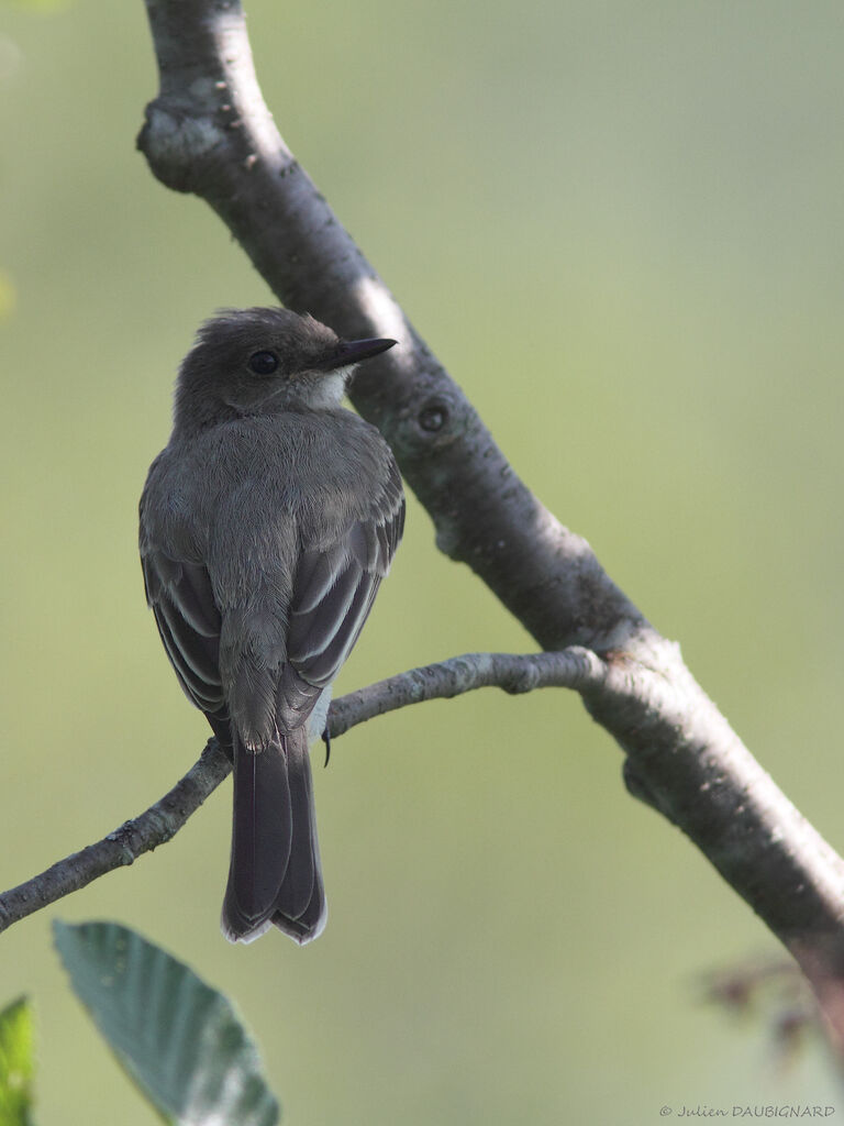 Eastern Phoebe, identification