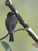 Eastern Phoebe