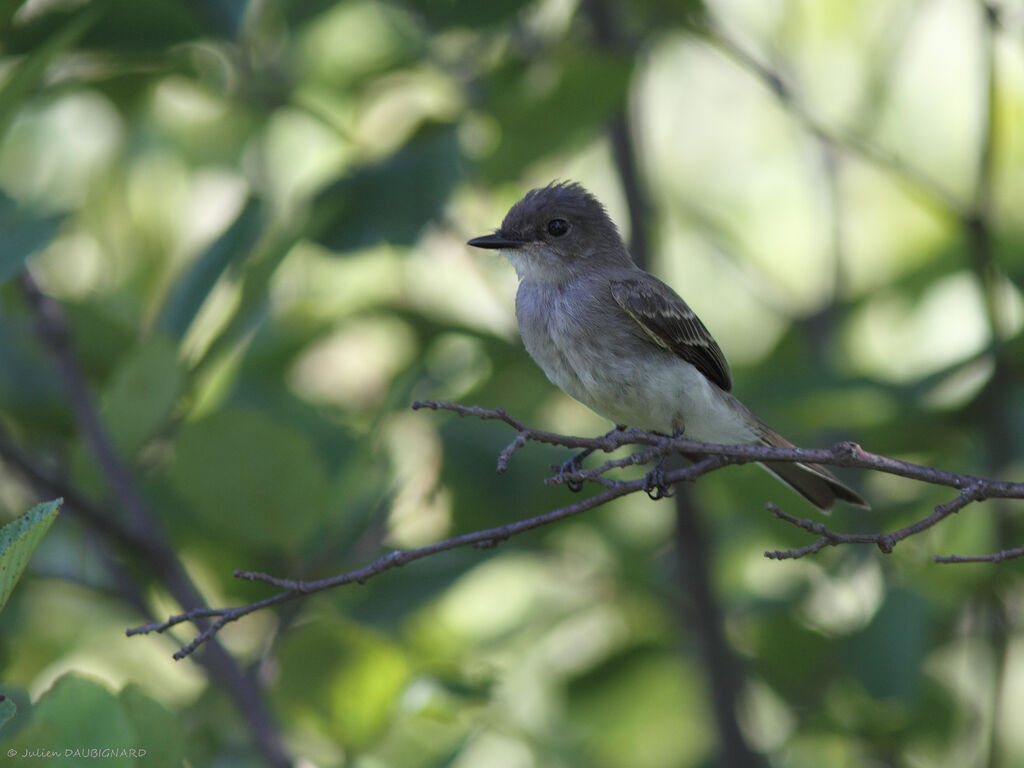 Eastern Phoebe, identification