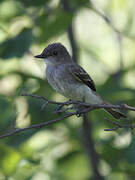 Eastern Phoebe