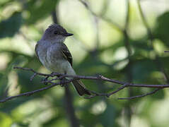 Eastern Phoebe