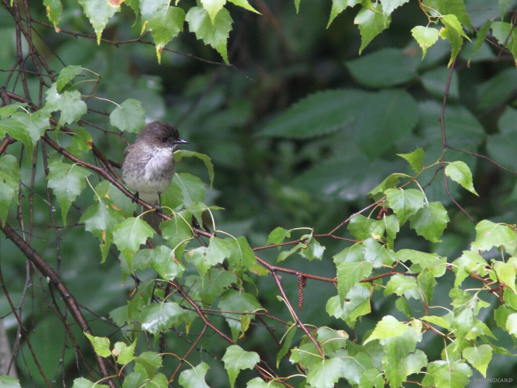 Eastern Phoebe, identification