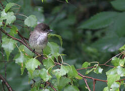 Eastern Phoebe