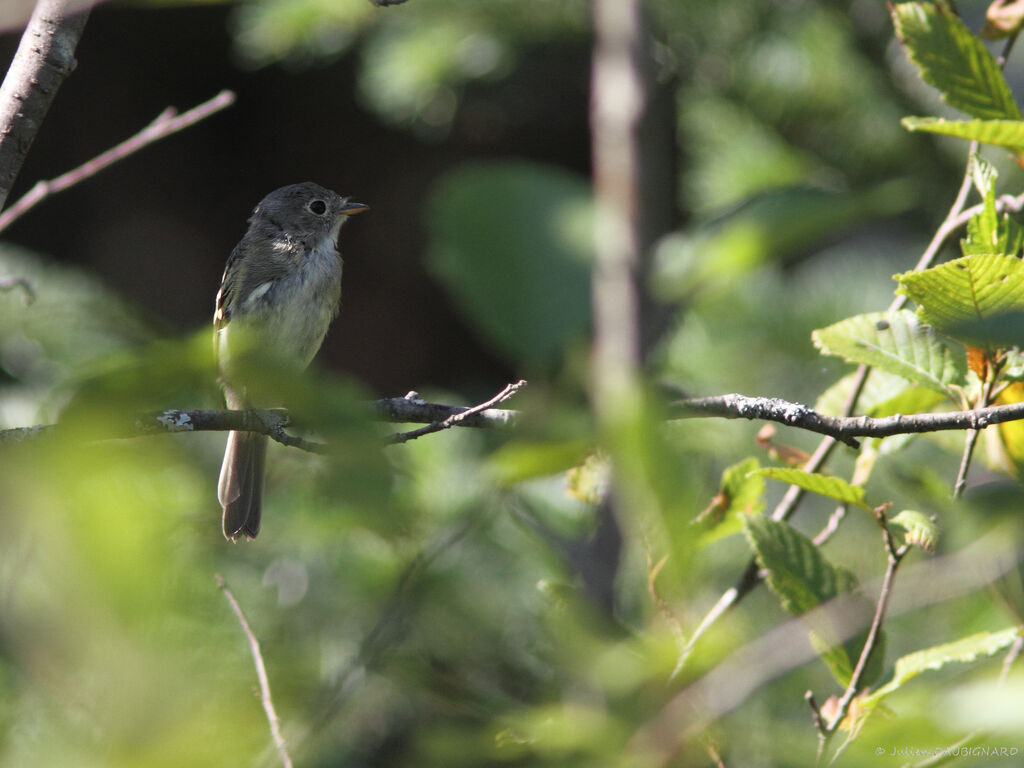 Least Flycatcher, identification