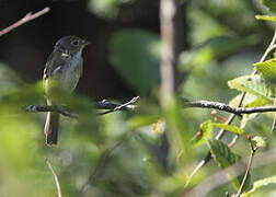 Least Flycatcher