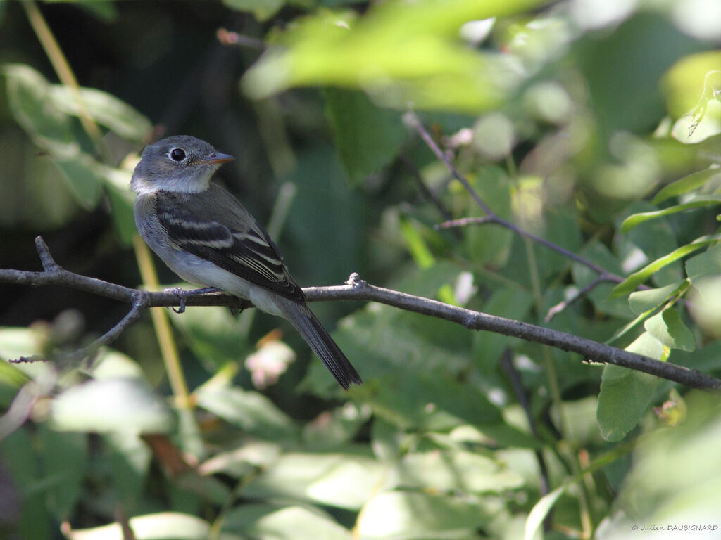 Moucherolle tchébec, identification