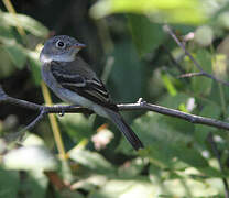 Least Flycatcher