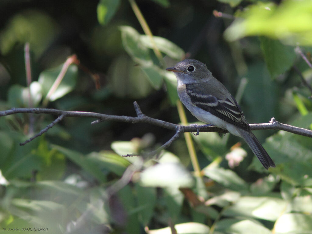 Moucherolle tchébec, identification