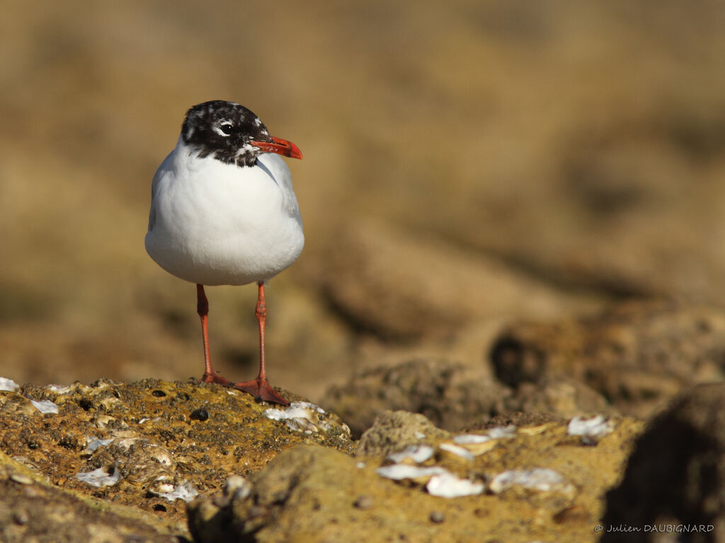 Mediterranean Gull, identification