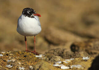 Mouette mélanocéphale