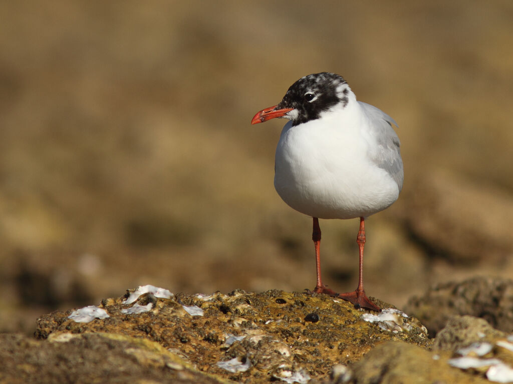 Mediterranean Gull, identification