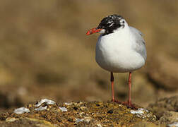 Mouette mélanocéphale