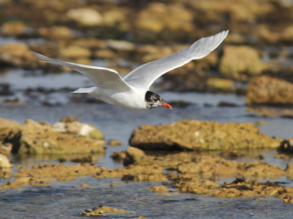 Mouette mélanocéphale, Vol