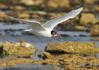 Mouette mélanocéphale