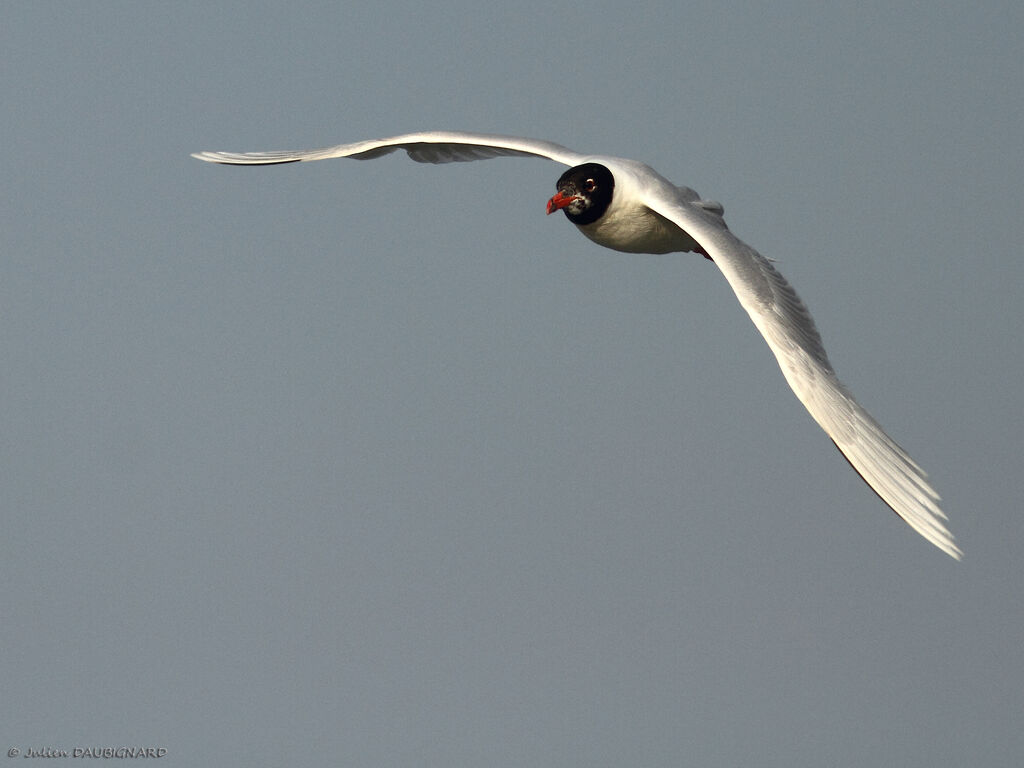 Mouette mélanocéphale, Vol