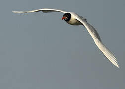 Mouette mélanocéphale