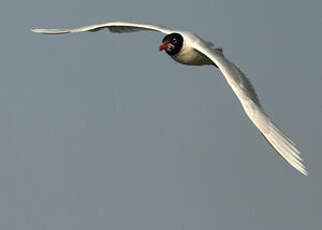 Mouette mélanocéphale