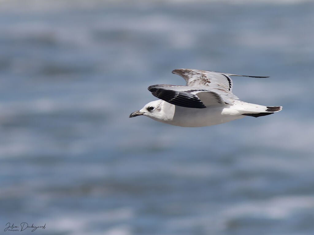 Mouette mélanocéphale