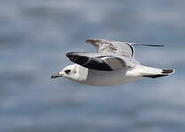 Mouette mélanocéphale