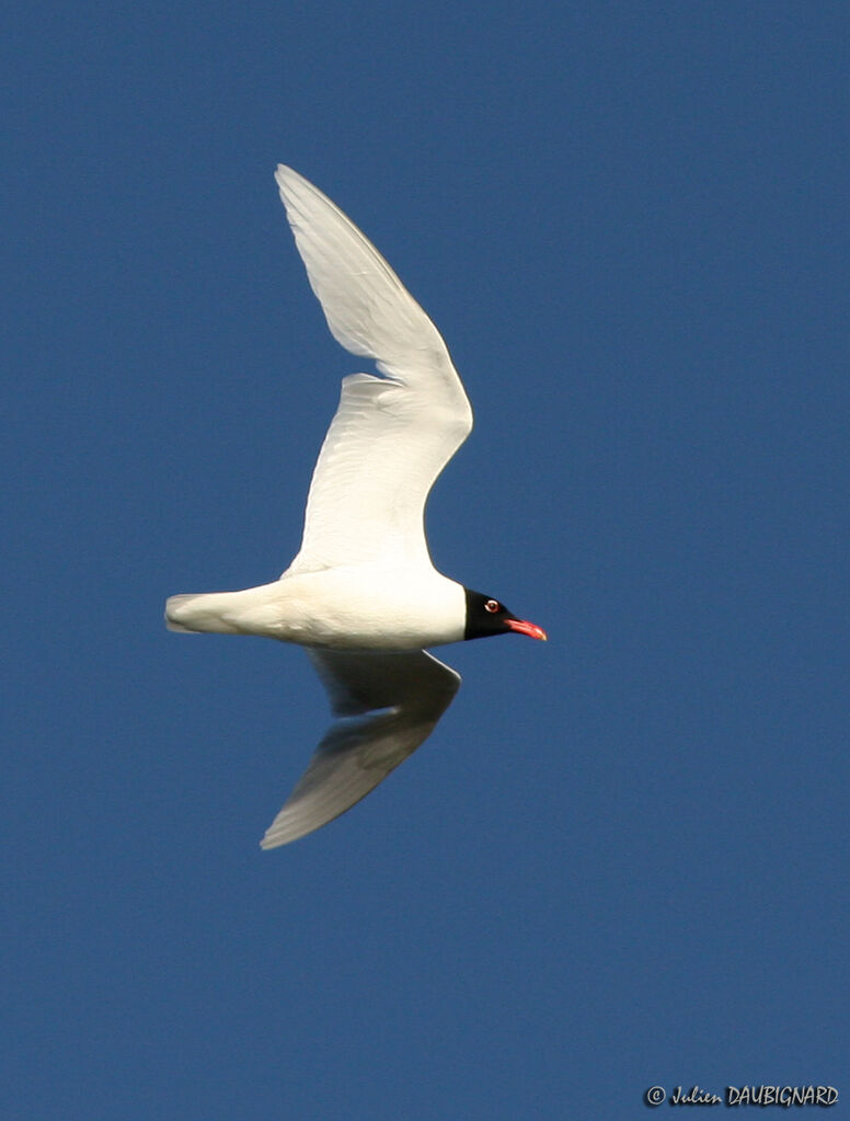 Mouette mélanocéphaleadulte, Vol