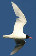 Mediterranean Gull