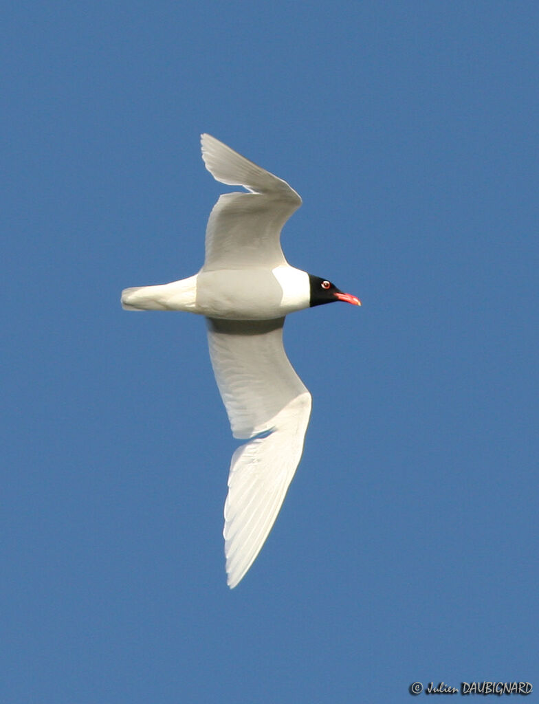 Mouette mélanocéphaleadulte, Vol