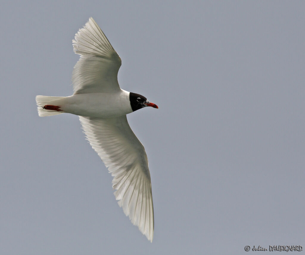 Mouette mélanocéphaleadulte nuptial, Vol