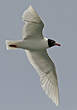 Mouette mélanocéphale