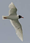 Mediterranean Gull