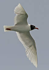 Mouette mélanocéphale