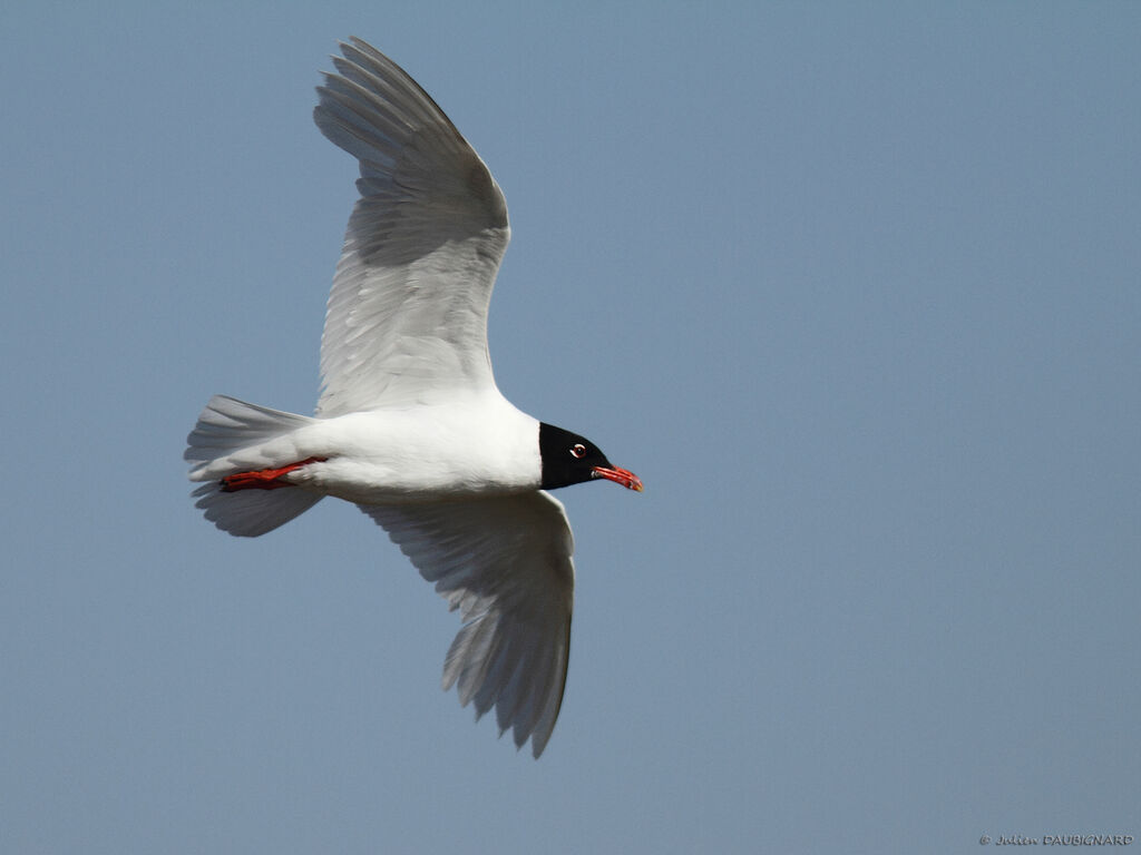 Mouette mélanocéphaleadulte nuptial, Vol