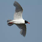 Mouette mélanocéphale