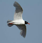 Mediterranean Gull