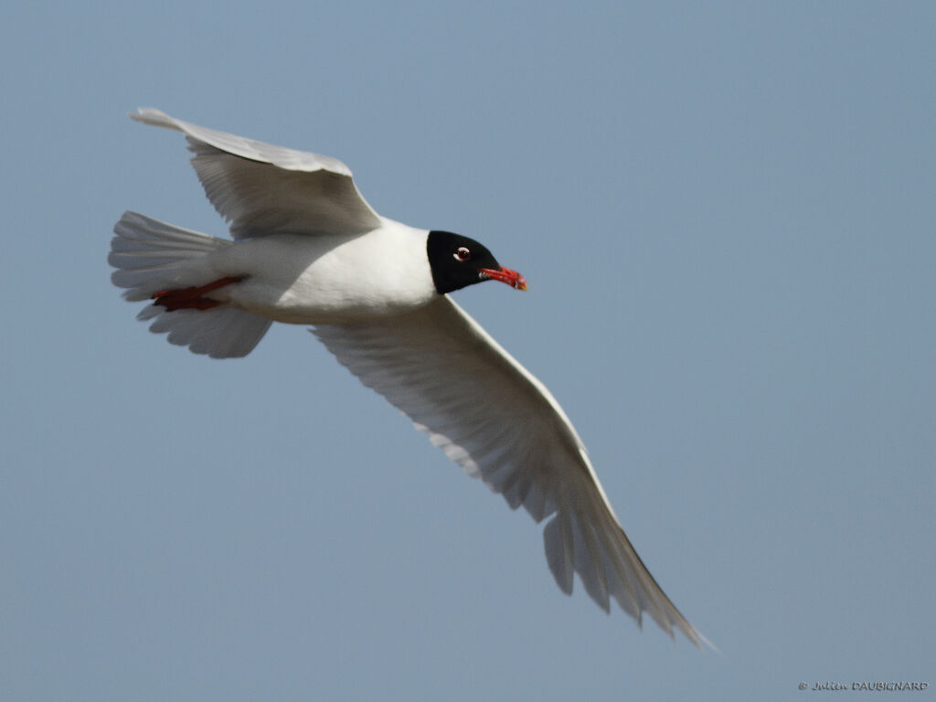 Mouette mélanocéphaleadulte nuptial, Vol