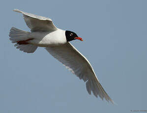 Mouette mélanocéphale