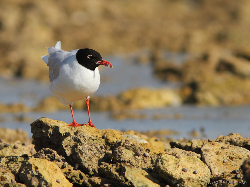 Mouette mélanocéphaleadulte nuptial, identification