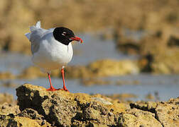 Mediterranean Gull