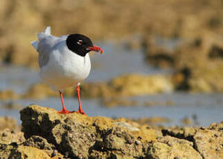 Mouette mélanocéphale