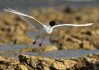 Mouette mélanocéphale