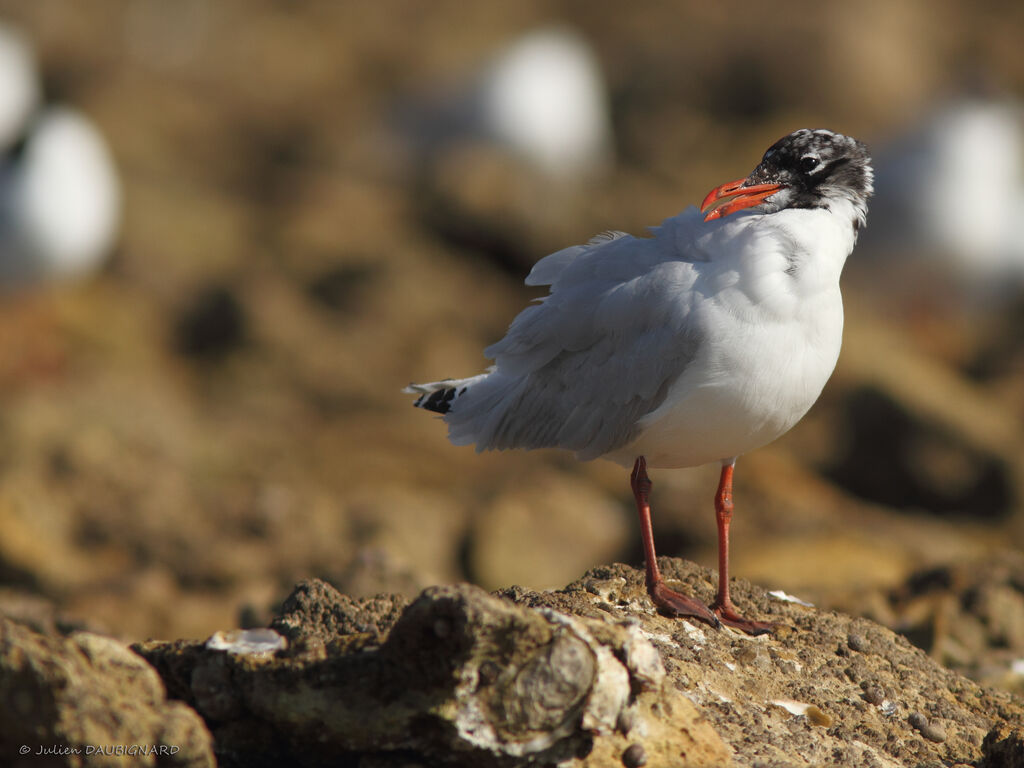 Mouette mélanocéphale, identification