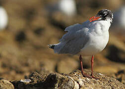 Mediterranean Gull