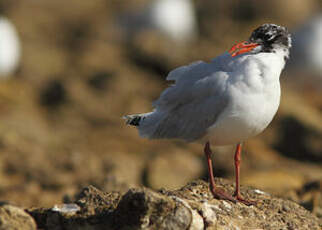 Mouette mélanocéphale