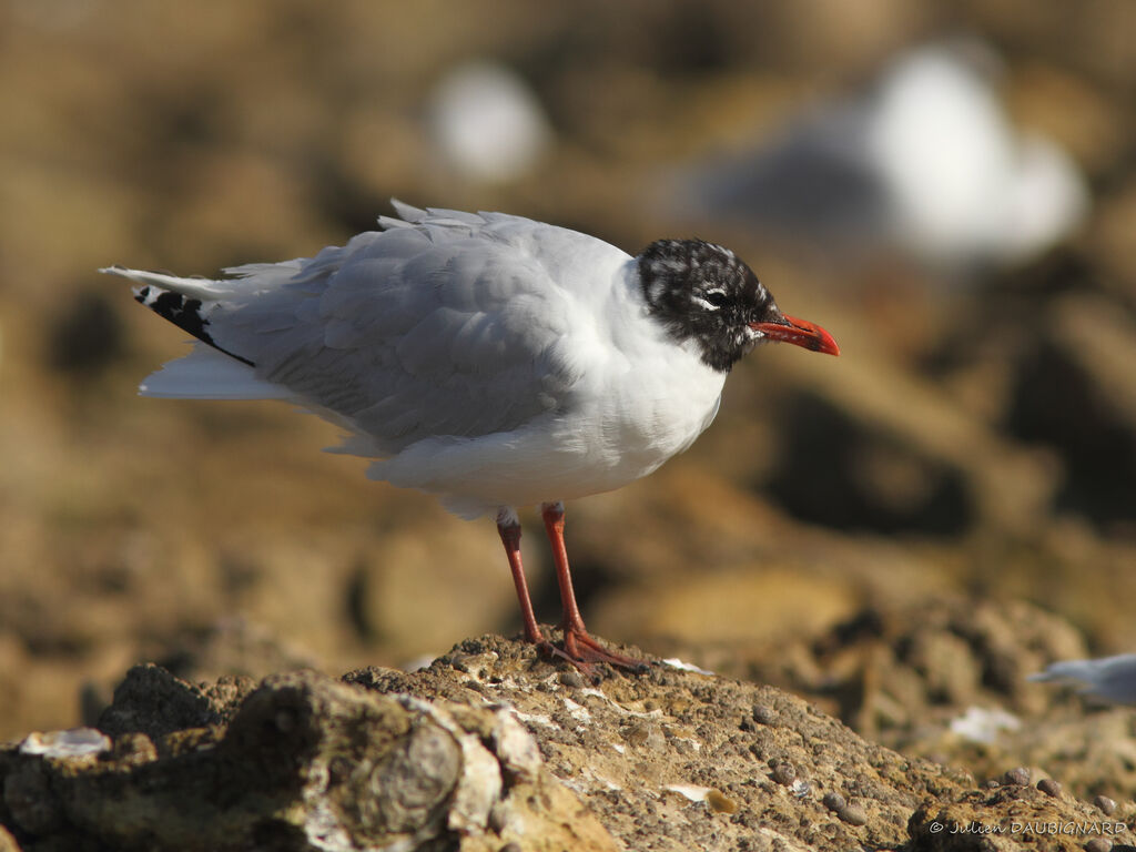 Mouette mélanocéphale, identification